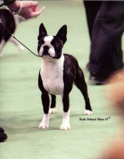 Boston terrier sale westminster 2018