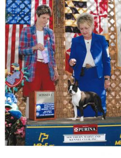 tara's boston terriers