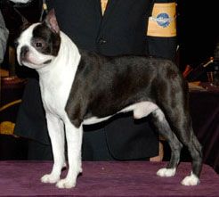 ken's boston terriers