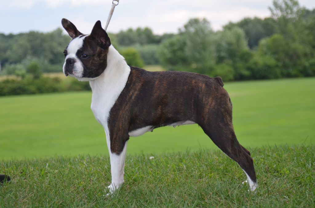 Boston Terrier - The Breed Archive
