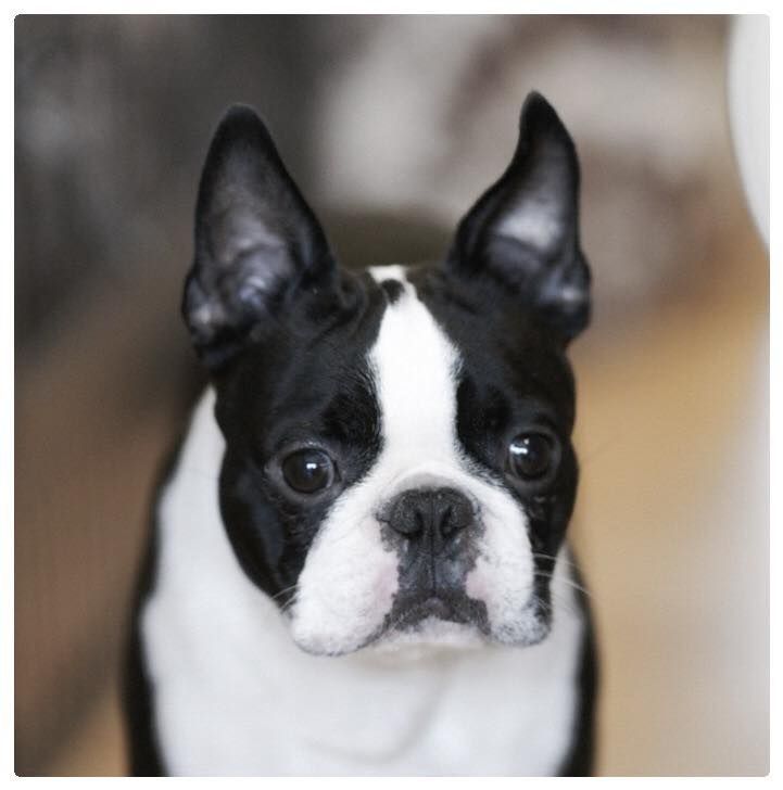 Boston Terrier - The Breed Archive