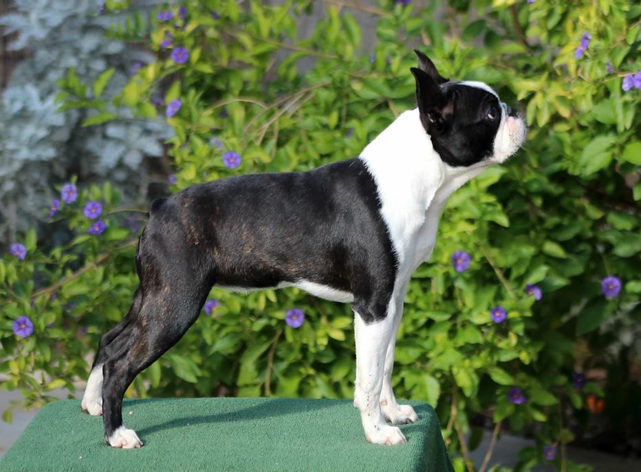 Boston Terrier - The Breed Archive