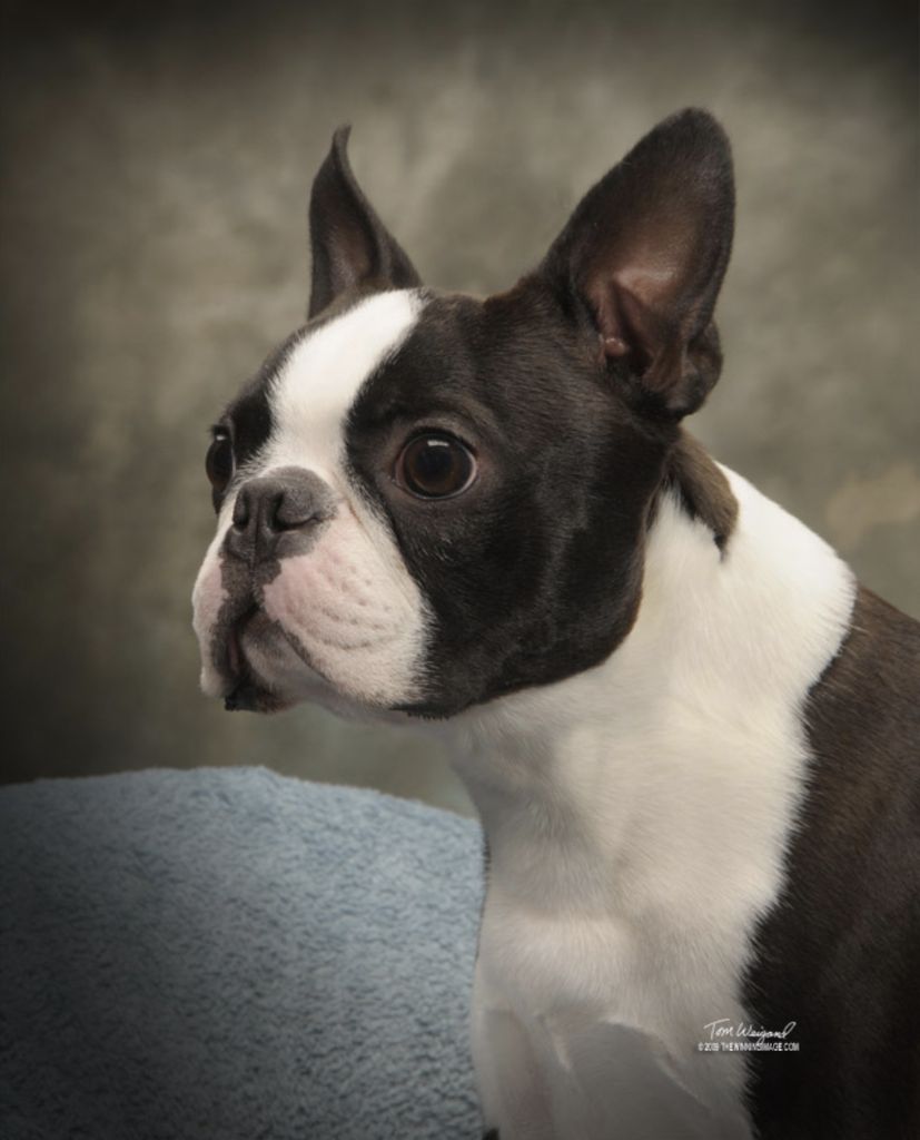 Boston Terrier The Breed Archive