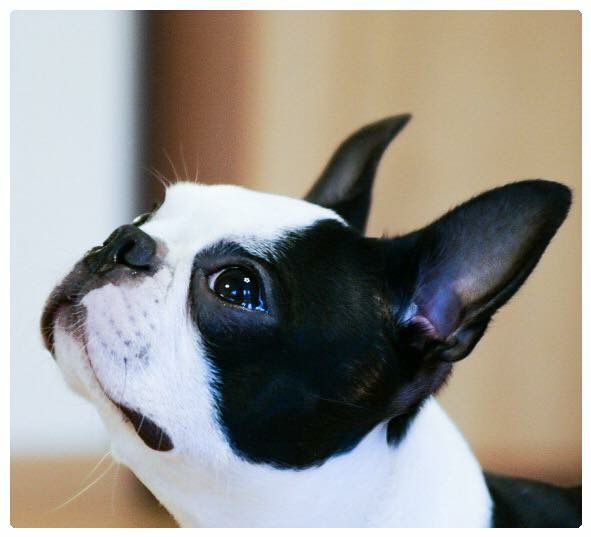 Boston Terrier - The Breed Archive