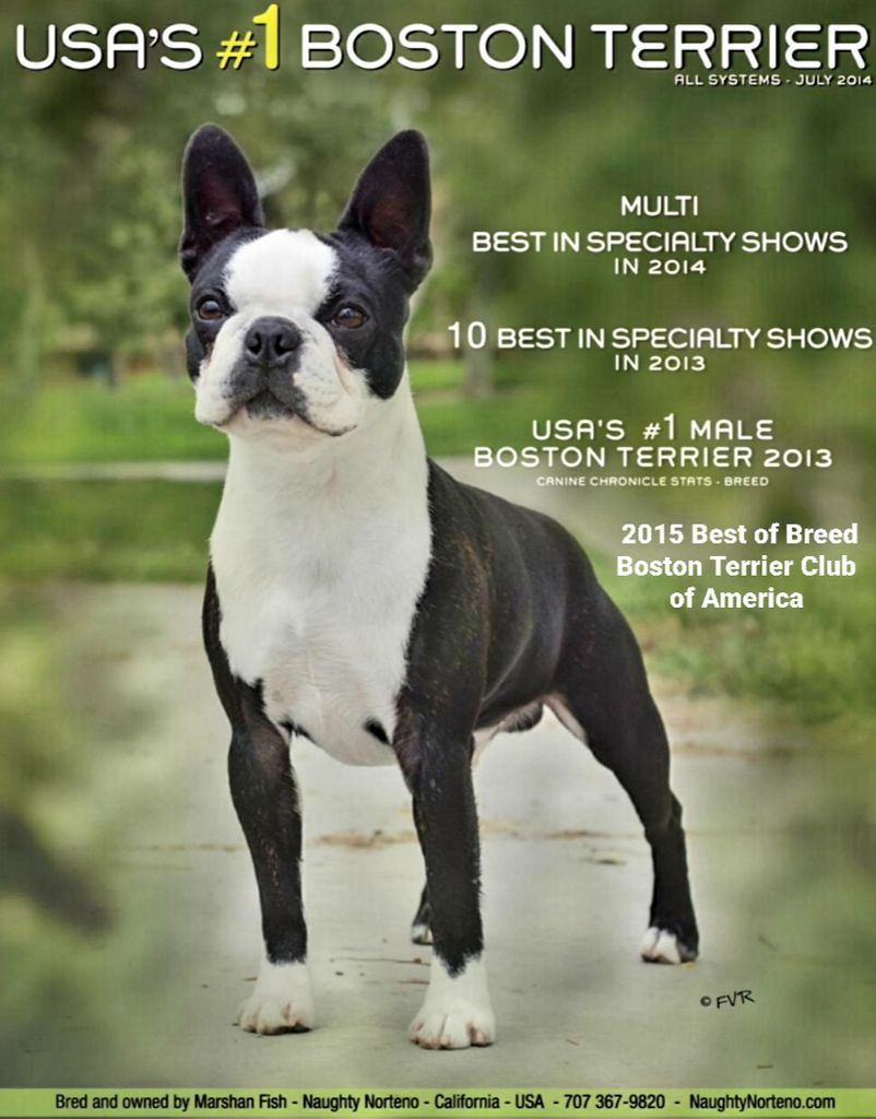 Boston Terrier - The Breed Archive