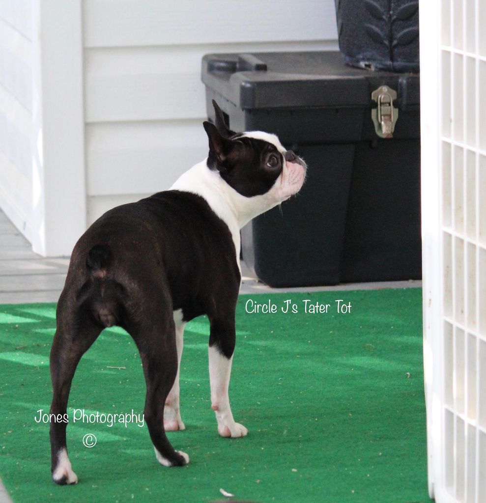 how long is a boston terrier pregnant for