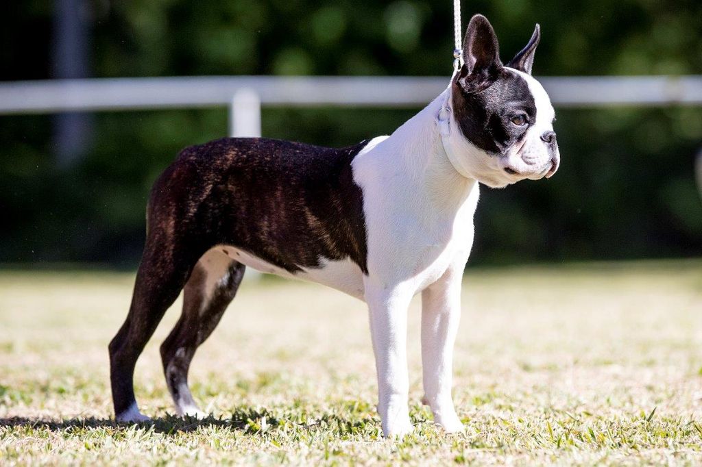Boston Terrier - The Breed Archive