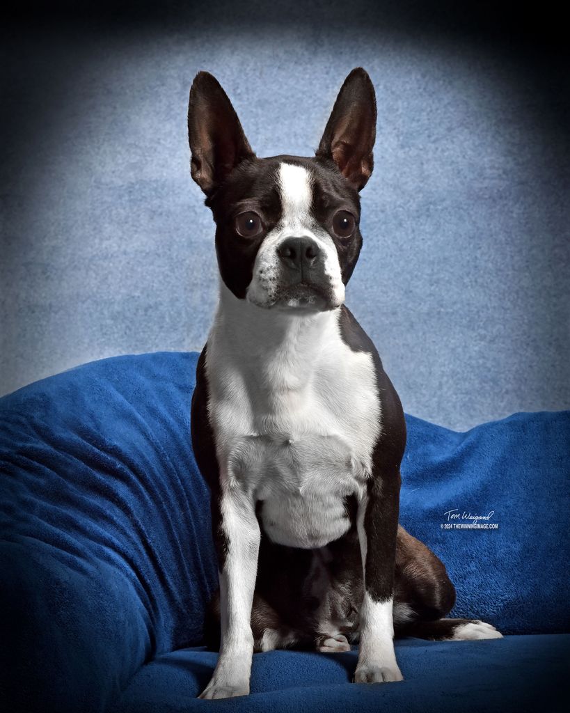 Boston Terrier - The Breed Archive