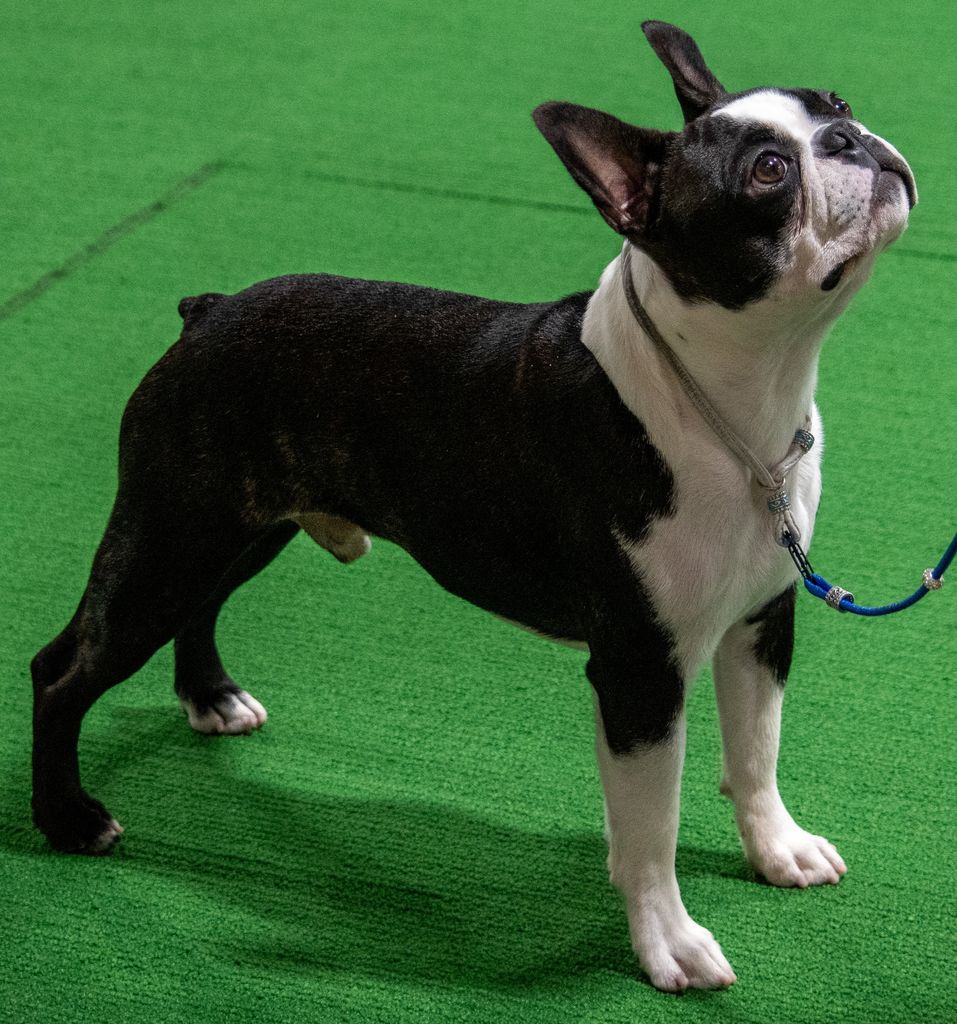 Boston Terrier - The Breed Archive