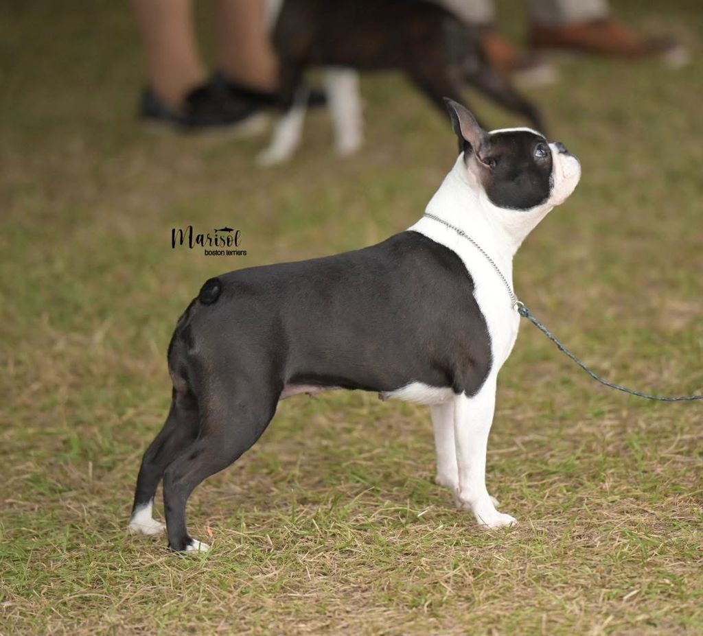 Boston Terrier - The Breed Archive
