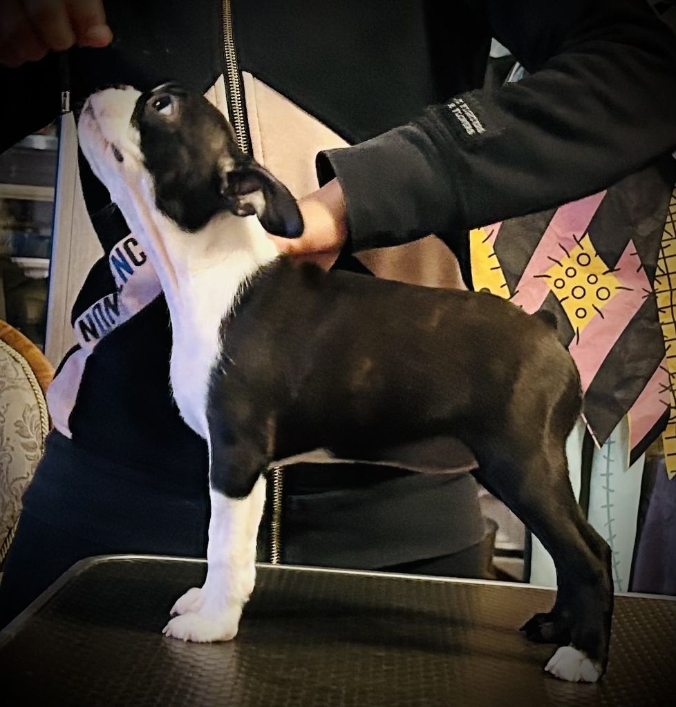 Boston Terrier - The Breed Archive