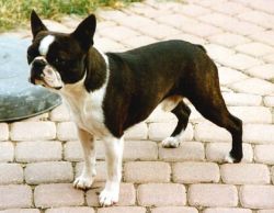 Profile picture of the animal