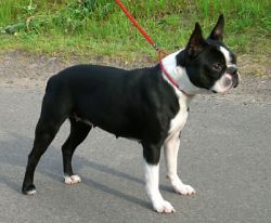 Profile picture of the animal