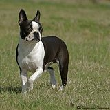 Profile picture of the animal