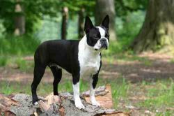 Profile picture of the animal