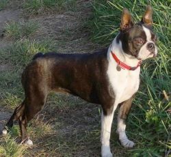 Profile picture of the animal