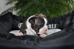 Profile picture of the animal