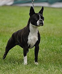 Profile picture of the animal