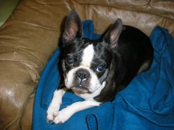 Profile picture of the animal