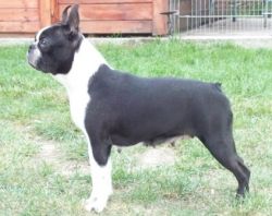 Profile picture of the animal