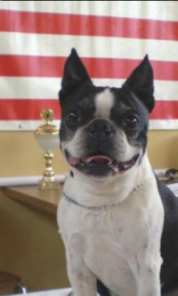 Profile picture of the animal