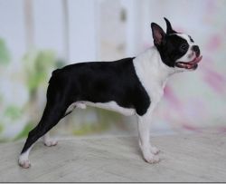 Profile picture of the animal