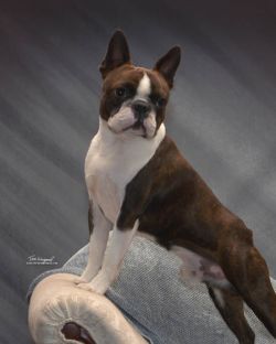 Profile picture of the animal