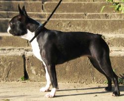Profile picture of the animal