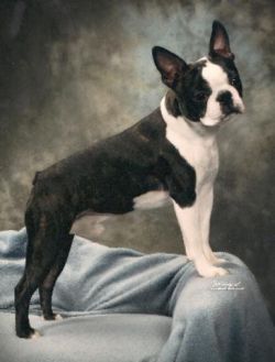 Profile picture of the animal