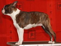 Profile picture of the animal