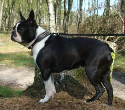 Profile picture of the animal
