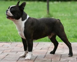 Profile picture of the animal