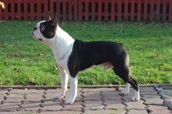 Profile picture of the animal