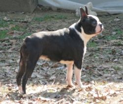 Profile picture of the animal