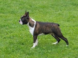 Profile picture of the animal