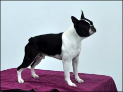 Profile picture of the animal