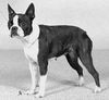 Profile picture of the animal