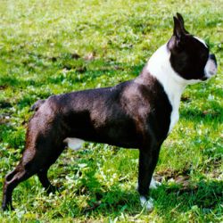 Profile picture of the animal