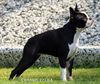 Profile picture of the animal