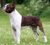 Profile picture of the animal
