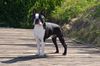Profile picture of the animal