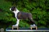 Profile picture of the animal