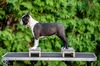Profile picture of the animal