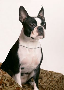 Profile picture of the animal