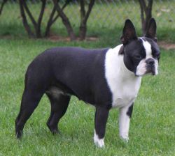 Profile picture of the animal