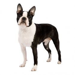 Profile picture of the animal