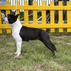Profile picture of the animal