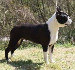 Profile picture of the animal