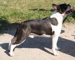 Profile picture of the animal