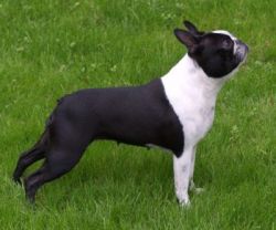 Profile picture of the animal
